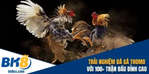 đá gà thomo bk8