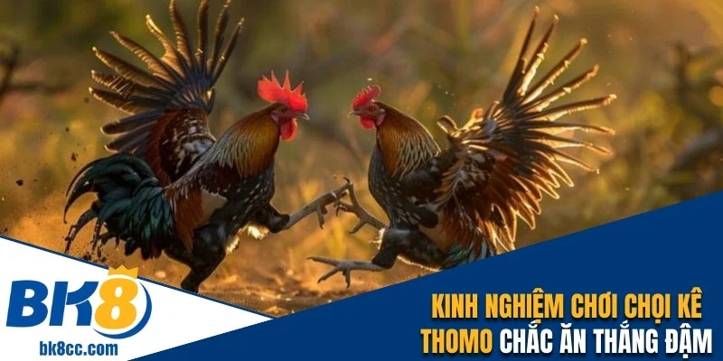 Kinh nghiệm chơi chọi kê Thomo chắc thắng đậm